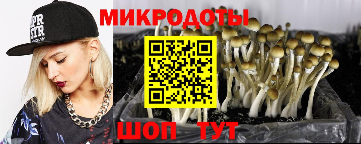 Псилоцибиновые грибы Psilocybe  Медногорск  Псилоцибиновые грибы прущие грибы 